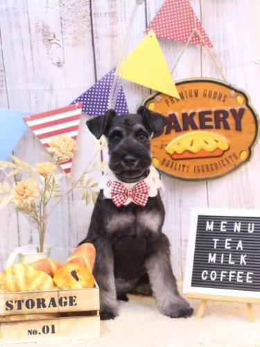 20240927バロンくん